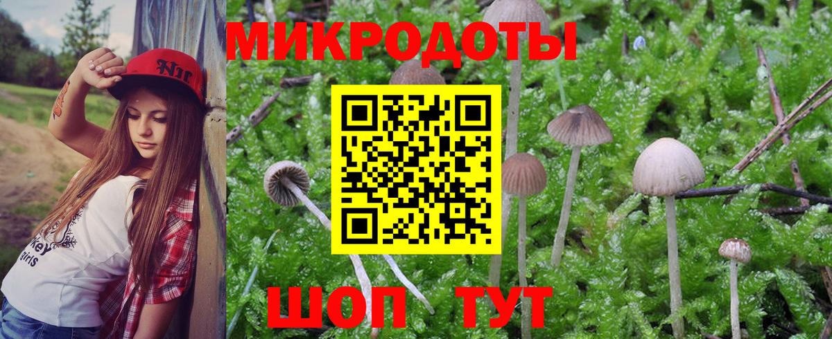 Галлюциногенные грибы Psilocybe Орёл